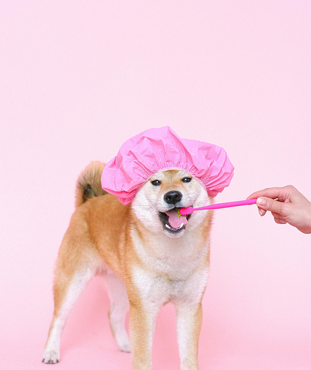 Dog in bath