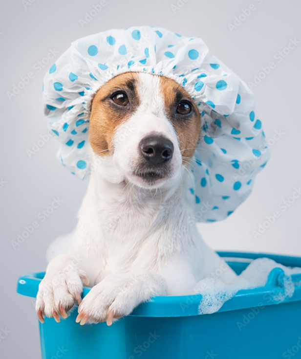 Dog in bath
